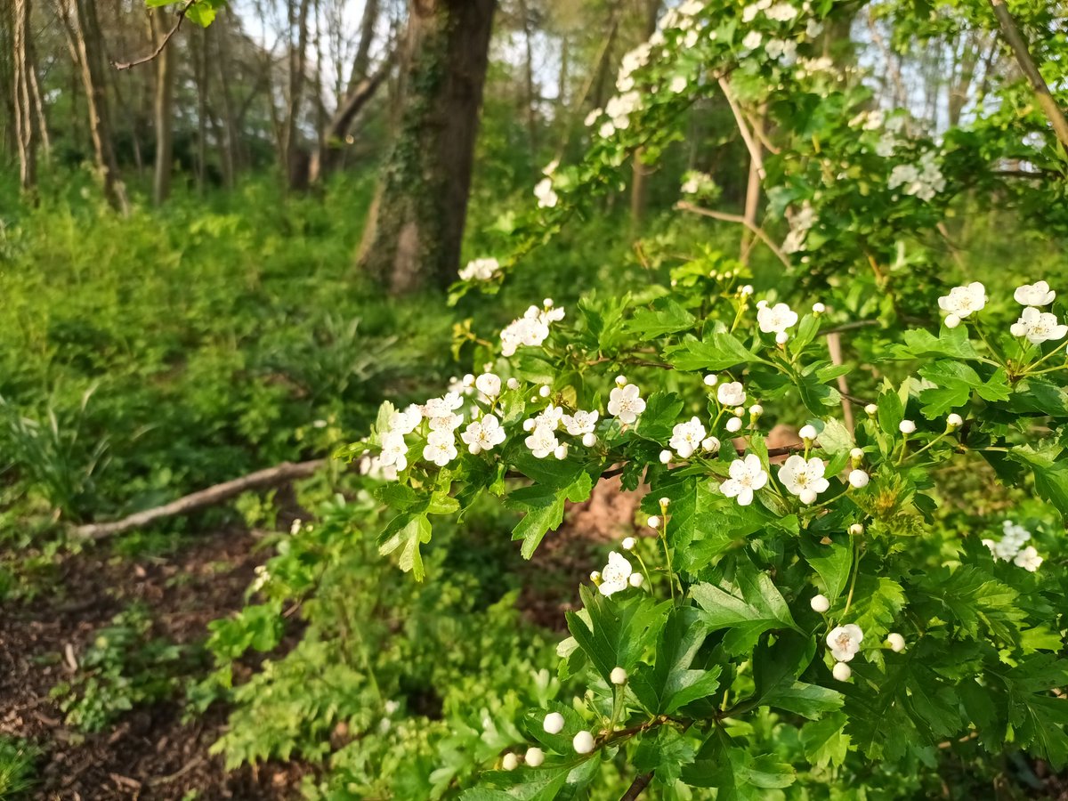 WildflowerUrban's tweet photo. Hawthorn flowers coming in nicely, spring is on its way! #wildflowerhour #treeflowers https://t.co/OowaJzhzoh