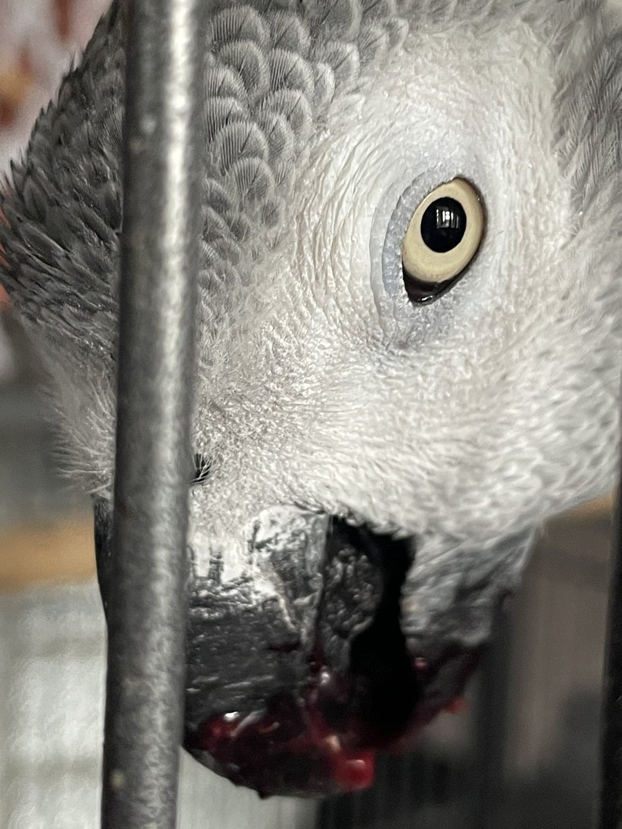 The aftermath of the blackberries! 😝 happy #StGeorgesDay everybirdie ♥️🇬🇧🫶🏻 #sidslife #sundayvibes