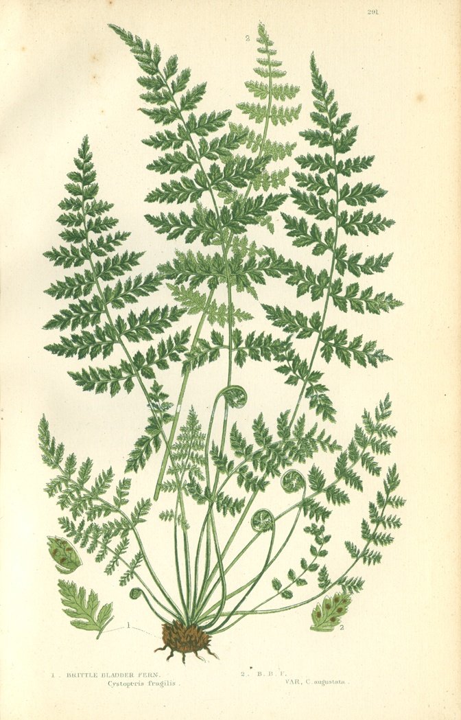 Just wanted to say @IcySedgwick that l adore your #FabulousFolklorepodcast! 15 minutes of pure gold. I particularly love the episodes on plantlore. Are you planning one or have you already done one on the #folklore of #ferns?
