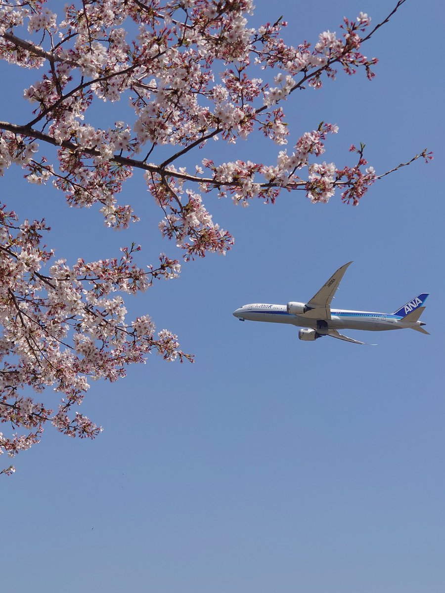 ittuseimama's tweet photo. 4月1日にお花見行ったんですが、写真撮ったの忘れてました！今更ですが…桜と飛行機
 #お花見
 #桜
 #飛行機
 #さくらの山 https://t.co/raRzYPhUDA
