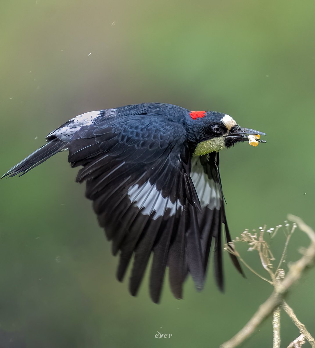 ¡Feliz domingo!
Carpintero Bellotero - Melanerpes formicivorus
#AvesDeColombia