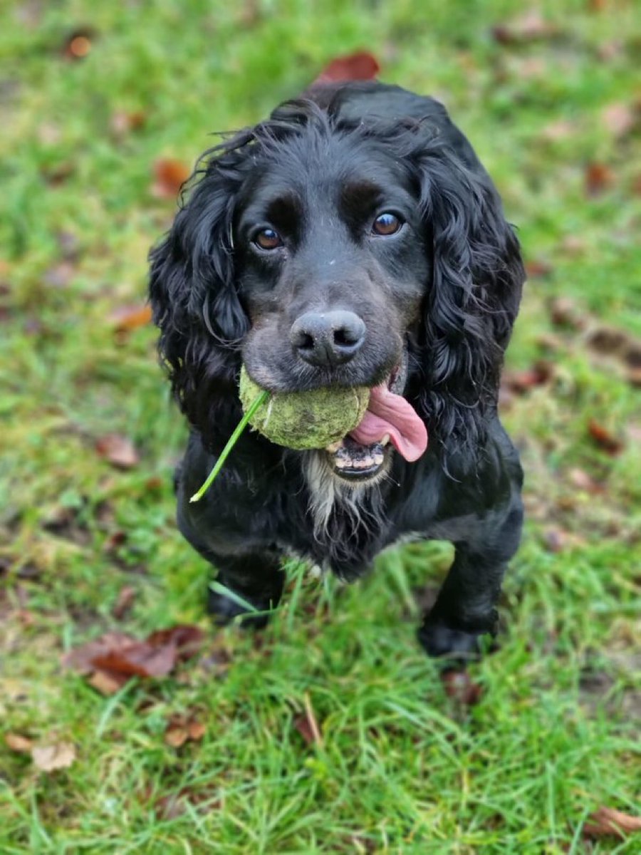 PSOSRoads's tweet image. The lamb has been taken in by a local farmer and enquiries are continuing to establish how the lamb ended up in the car. #PDBilly was instrumental in finding the drugs in this car. @psosdogs