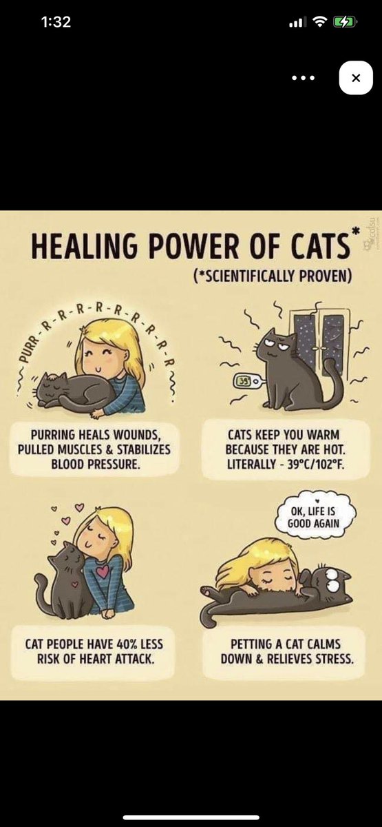 Sunday <a href="/MalloyAndLily/">Malloy and Lily</a> - Cat Fact:

😺 Cats have healing powers 😺

#Cats #CatsOfTwitter #KittyTwitter #chilltent #Hedgewatch #CatBoxSunday