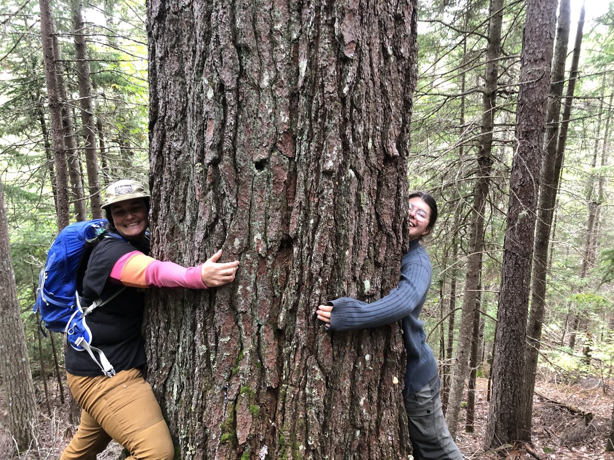 For years, forestry had a gendered division of labour, with male identity built upon the dirty work of harvesting👷🏼

Chap. 22 explores the persistence of these #GenderRoles in forestry which ultimately sets expections.
link.springer.com/chapter/10.100… 
✏️Maureen G. Reed &amp; Gun Lidestav