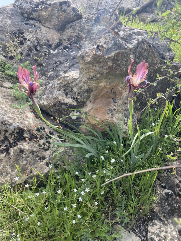 Iris stolonifera Maxim.