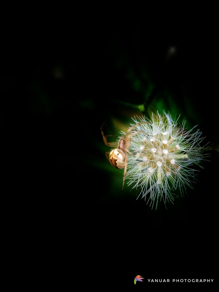 A Neoscona Adianta spider crawls on the surface of a blooming dandelion.
#photography #photo  #photograph #photooftheday #photographylovers #nature  #natural #naturelover #NaturePhotography #macro #macrophotography #photographyart #NaturePhotograhpy