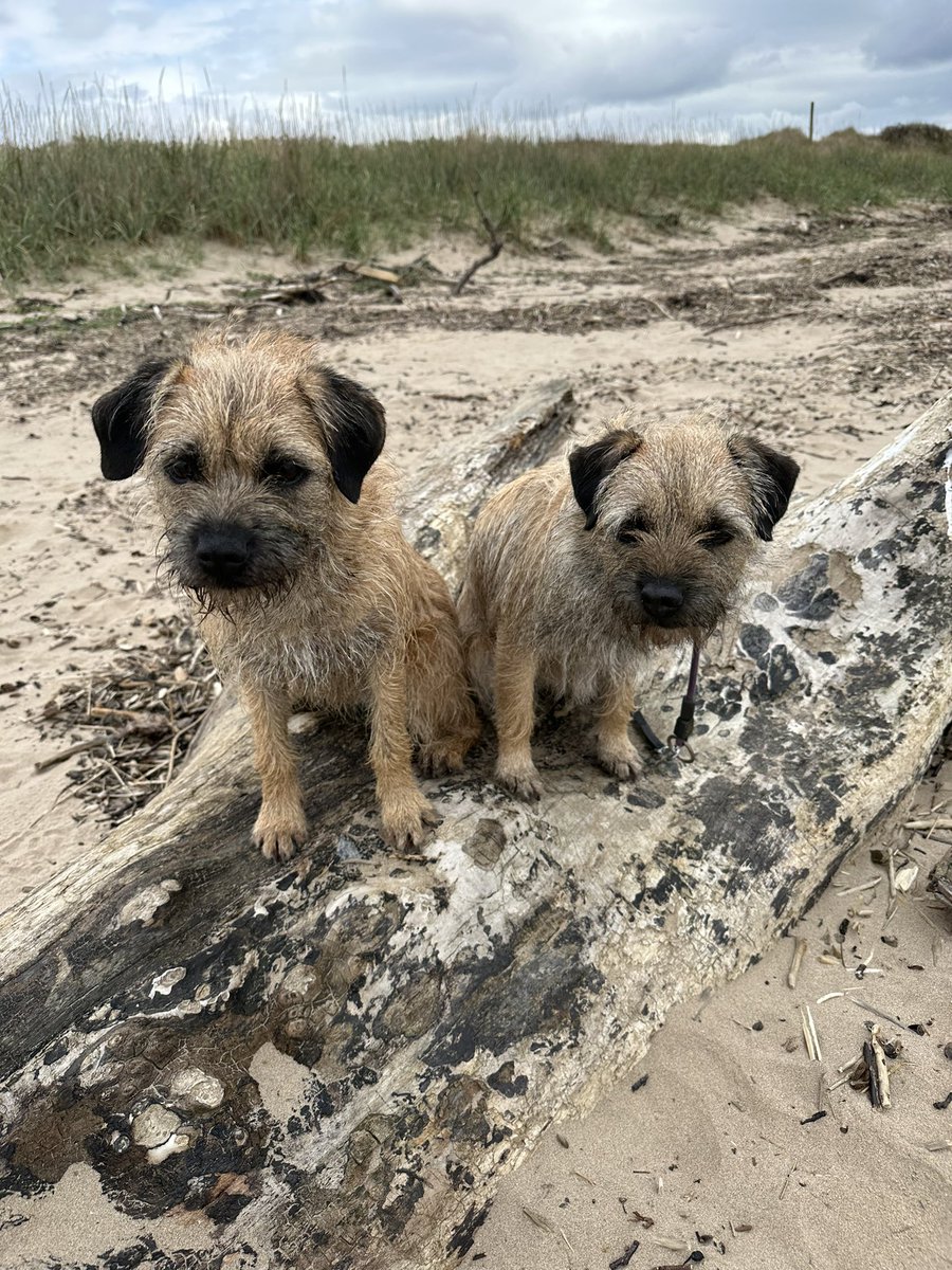 We got a #StumpClub photo on #StevenstonBeach 🥰