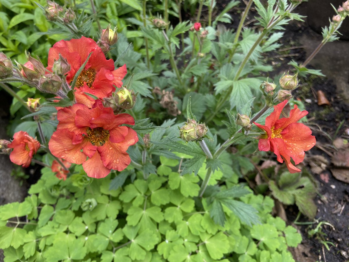 Is it too early for Geums and alliums?