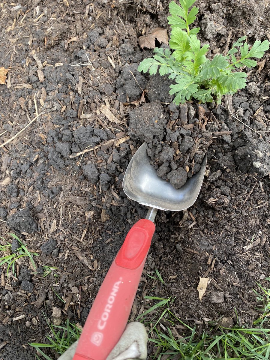 Laura Wilkens tweet media