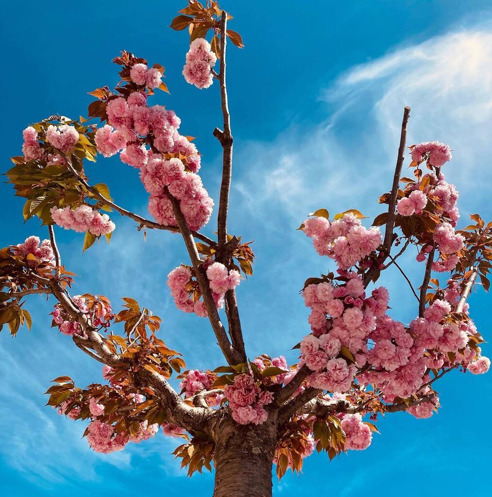 Agora sim o clima esquentou e está tudo florindo, bonito e perfumado como primavera mesmo… 😍 até a semana passada estava um friozinho que parecia que o inverno não queria acabar! instagr.am/p/CrYb9MsNTu6/