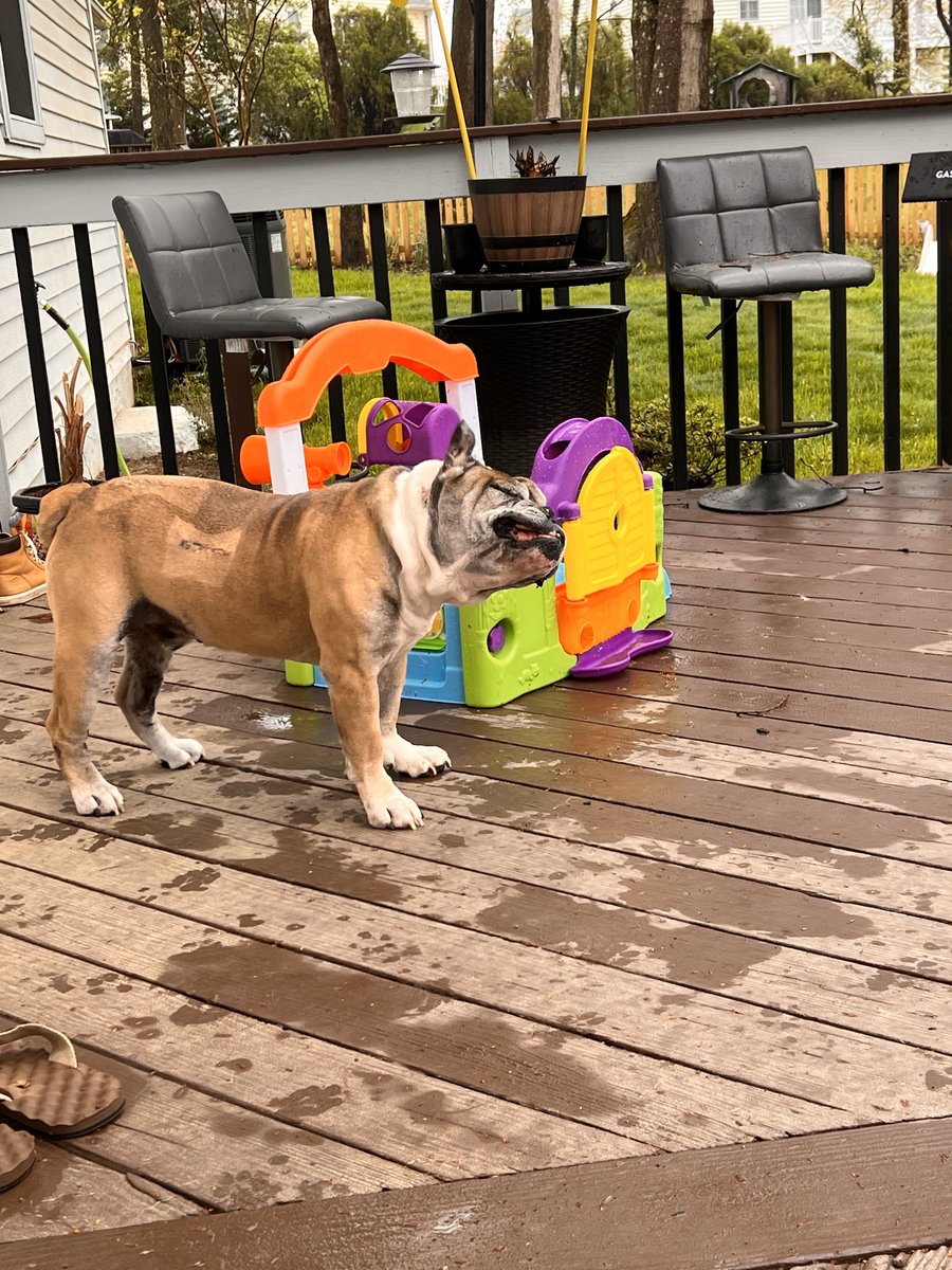 MidAtlanticBDR's tweet photo. #SundayFunday #dogsoftwitter #bullogs 11 year old Nolan shaking off his bath! https://t.co/ekZA9kaBPx