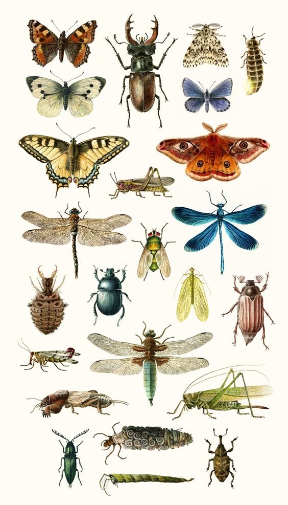 Sp4Qt's tweet photo. some cool (and not really) insects! #insects https://t.co/YHuU0r9nSw