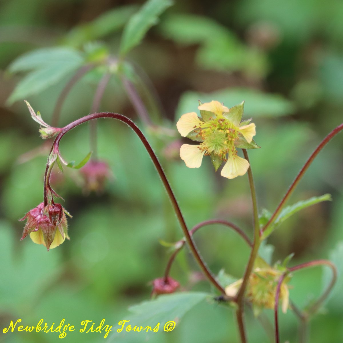 Newbridge Tidy Towns Association #DroicheadNua tweet media