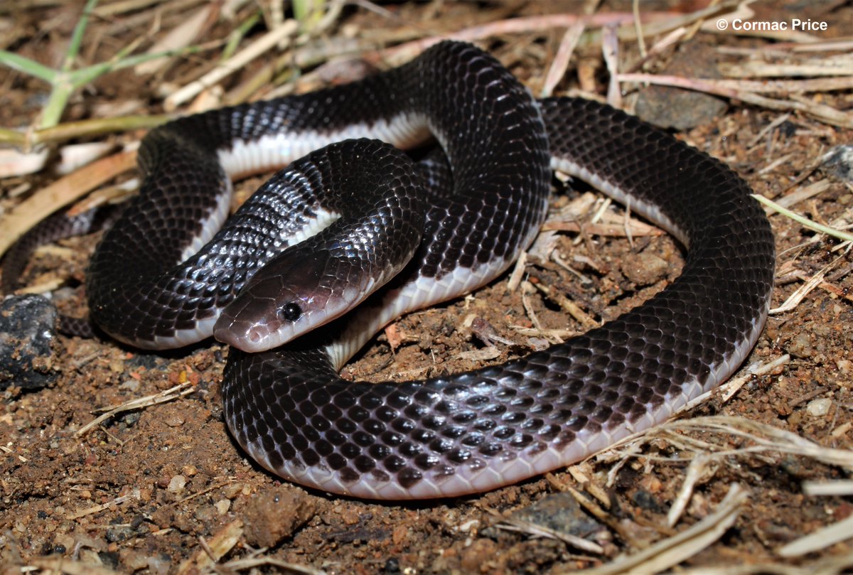 Belated happy #EarthDay2023 with this stunning black file snake (Gracililima nyassae) found earlier in the year in Limpopo province #SaveTheSnakes #conservationoptimism #HAA #SundayFunday