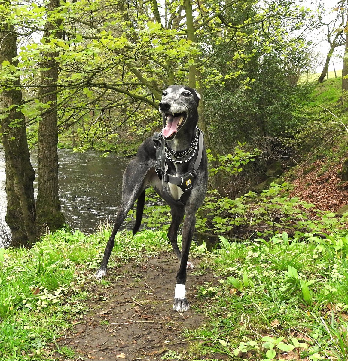 🌿🐾💚Rio in the spring green
countryside.💚🐾🌿
#GreyhoundsMakeGreatPets #GreyhoundsMakeGreytPets #PetsNotBets