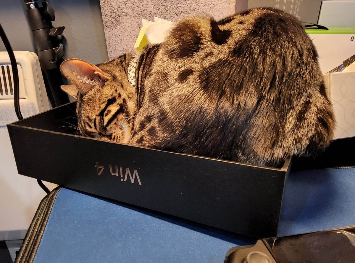 Game_Tech_Talk's tweet image. My beautiful furry daughter has many boxes to choose from but turns out she got some acquired taste for that one! 🤣 @softwincn #gpdwin4