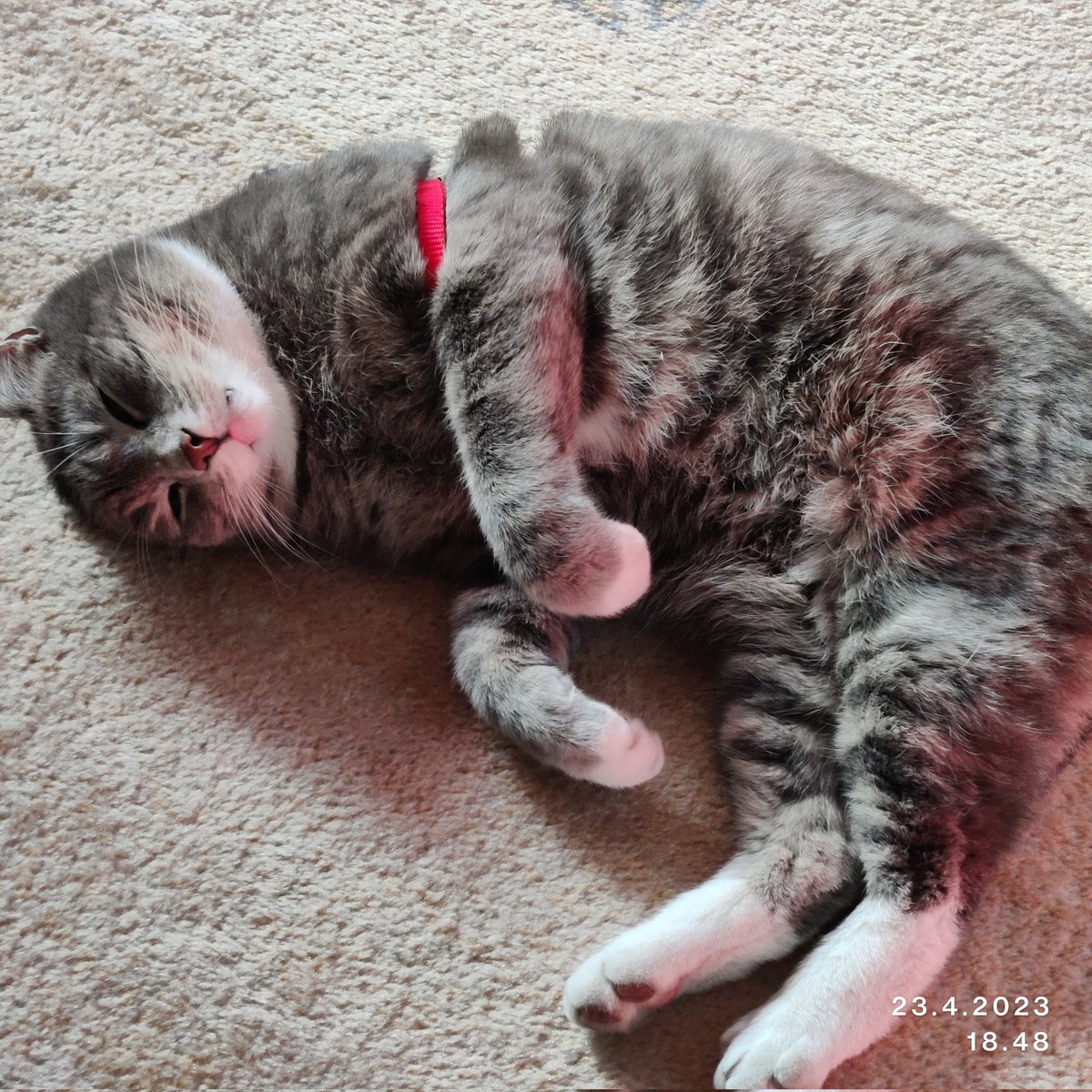rintala_sirpa's tweet photo. Ooksää #pätkämöttönen kuallu?
Yritetään kokeilla valjaita teiniangstille. Se jääty
#CatsOfTwitter
#instakissa https://t.co/OAMV6Cx6NI