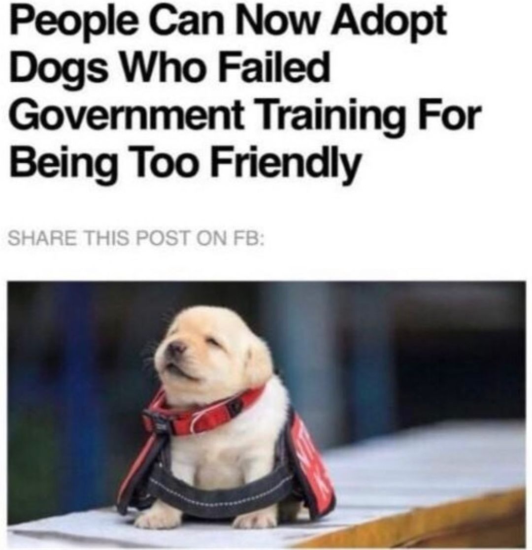 This dog is my spirit animal:
1. Be kind
2. Resist conformity