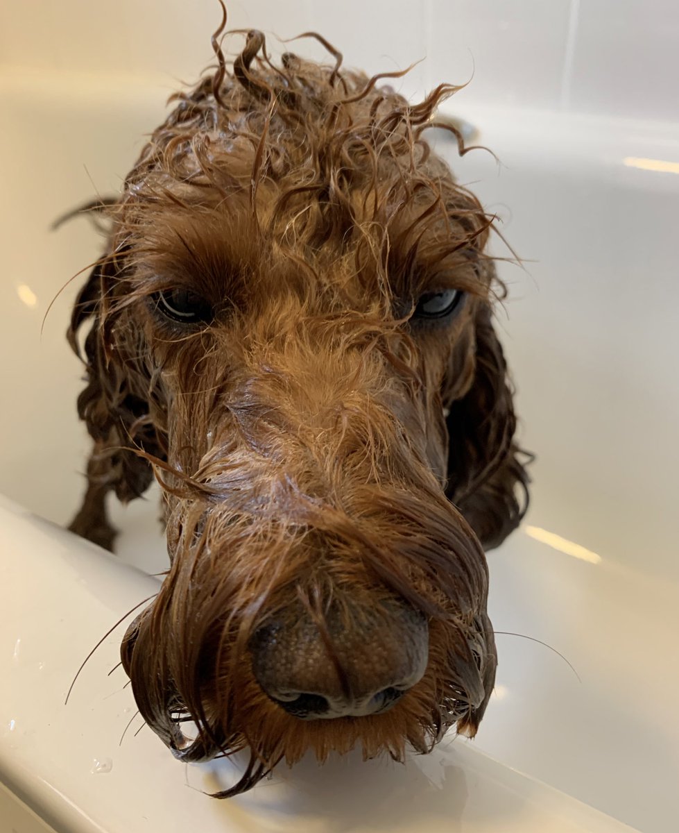 CockapooDaisy's tweet image. I heard them mention someone was a bit whiffy, then this happened…