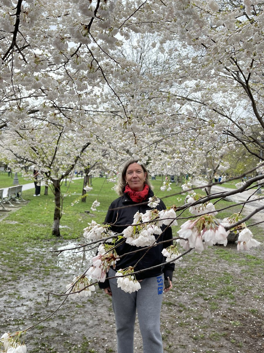 #cherryblossoms #trinitybellwoodspark #toronto