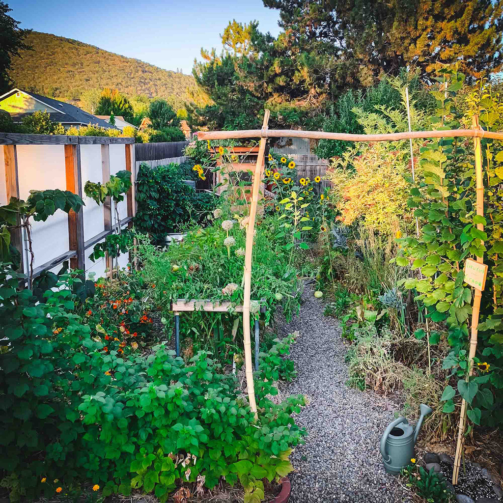 GrowForCookFerm's tweet image. Learn all about creating your own food forest here: ift.tt/vLntGKr

If you are working on your garden this spring, a forest garden, also called a food forest, is the best way to grow your own food! Once this permaculture garden is established, … ift.tt/ZukGDgV