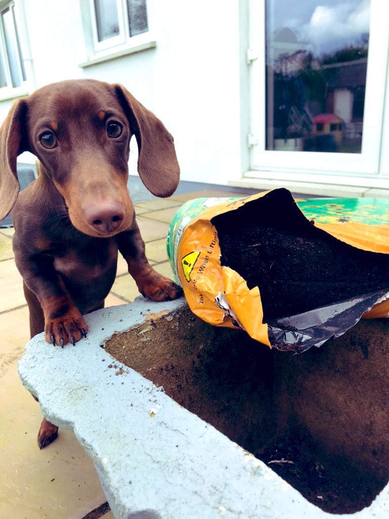 Practicing the 5 ways to wellbeing on Sunday  … Gardening & connecting to nature 🌺🌷🌻☘️ #wellbeingdog #schooldog #5waystowellbeing #connecttonature #gardening #miniaturedachshund #teamgreenhill