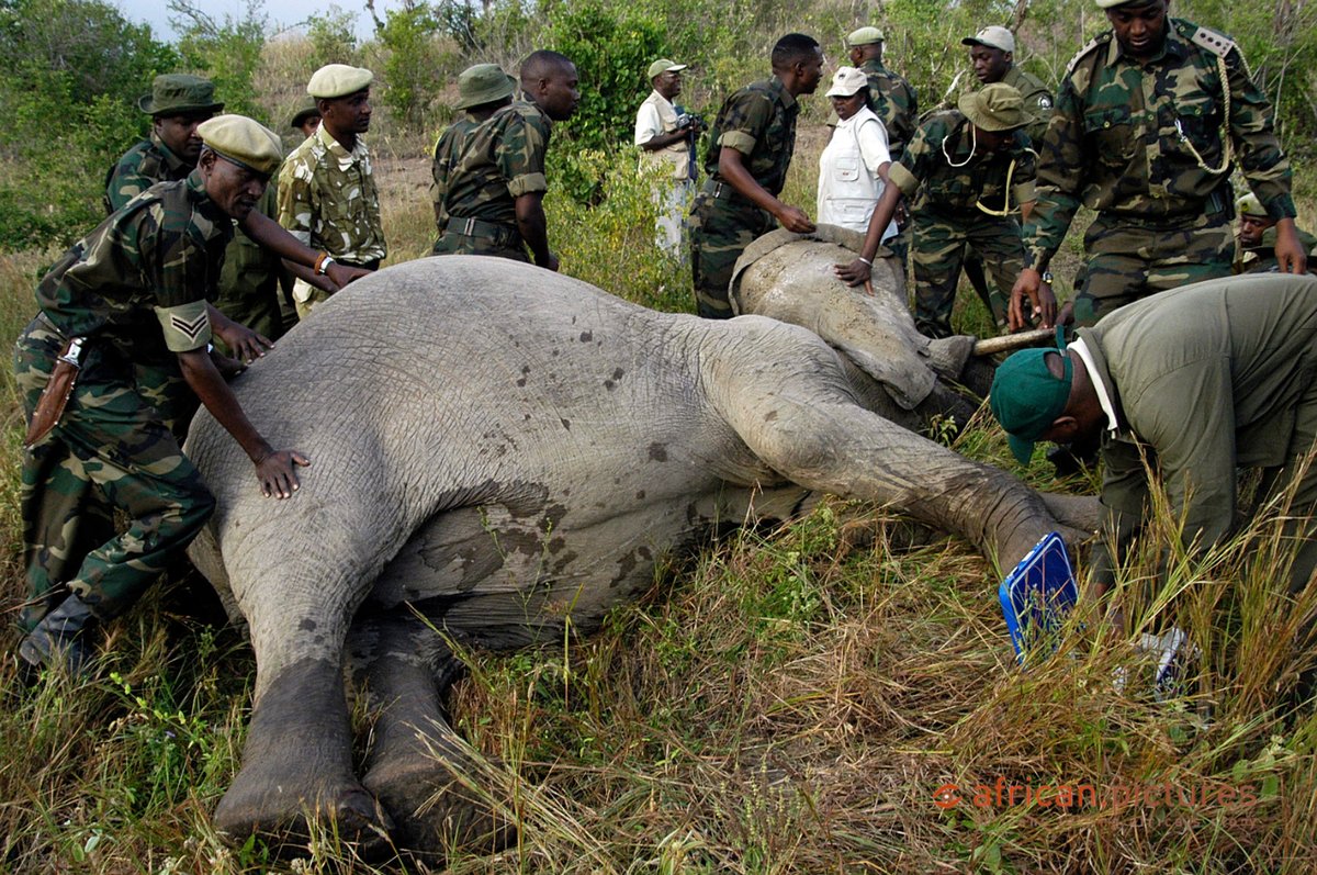 Kenya Wild life rangers dart an elephant at Travo National park during a relocation program which was termed as the biggest movement of animals since Noahs time. 25th August 2005.

📸@photohadithi 
#africanpictures #photojournalism #StopIvoryTrade
