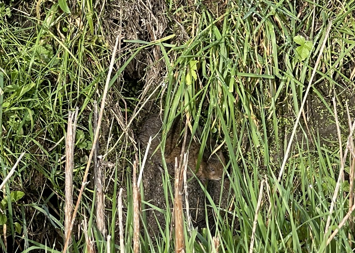 Couldn’t believe my luck earlier today when I spotted a water vole munching away on the bank 🤩. #watervole #mammals #lovenature #protectedspecies