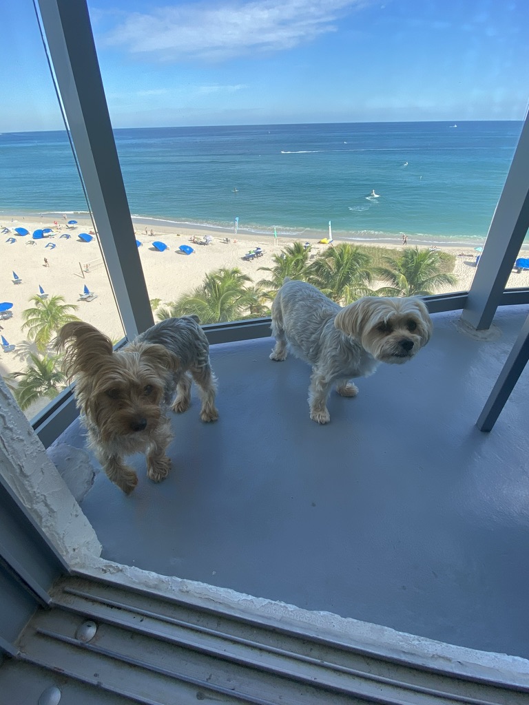 🏖️ Roxie and Abu are ready for some fun in the sun, sand, and surf!  #DogBeach #BeachDay #BeachDog #DogsofInstagram #PuppyLove #HappyPuppers #SandyPaws #BeachLife #WeekendVibes #SummerFun #GoodTimes #BestFriends #FurryCompanions #AdventuresWithDogs #DoggyParadise