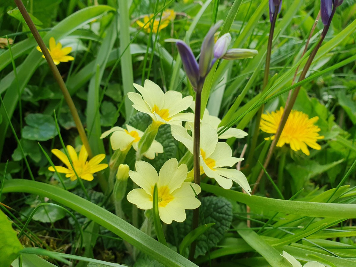 🌼'And in the wood, where often you and I
Upon faint #primrose-beds were wont to lie' #Shakespeare Midsummer Night's Dream
[I, 1] Celebrating #ShakespearesBirthday #ShakespeareDay on special #ShakespeareSunday 🌼🌱💙 @sjholt50 @VenetiaJane  @DavidMariposa1  #AprilFlowers 🌼🌱☀️