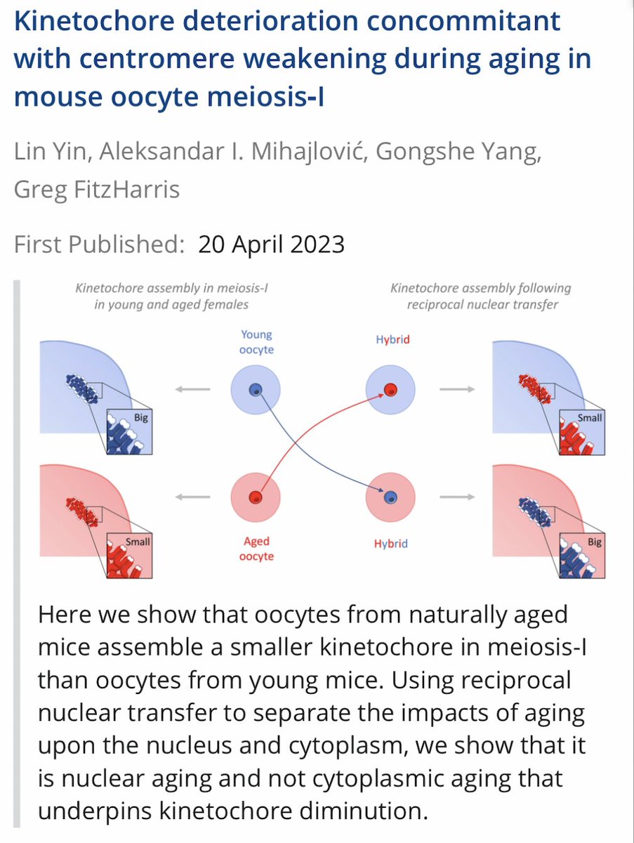 The latest from <a href="/CRCHUM/">Centre de recherche du CHUM</a> EGGLAB @umontreal is just out! Here the very talented Yin Lin gives a nuclear transfer tour-de-force to show that centromere strength dictates kinetochore assembly during oocyte aging. Check out the cool young/old hybrid oocytes! 

faseb.onlinelibrary.wiley.com/doi/10.1096/fj…