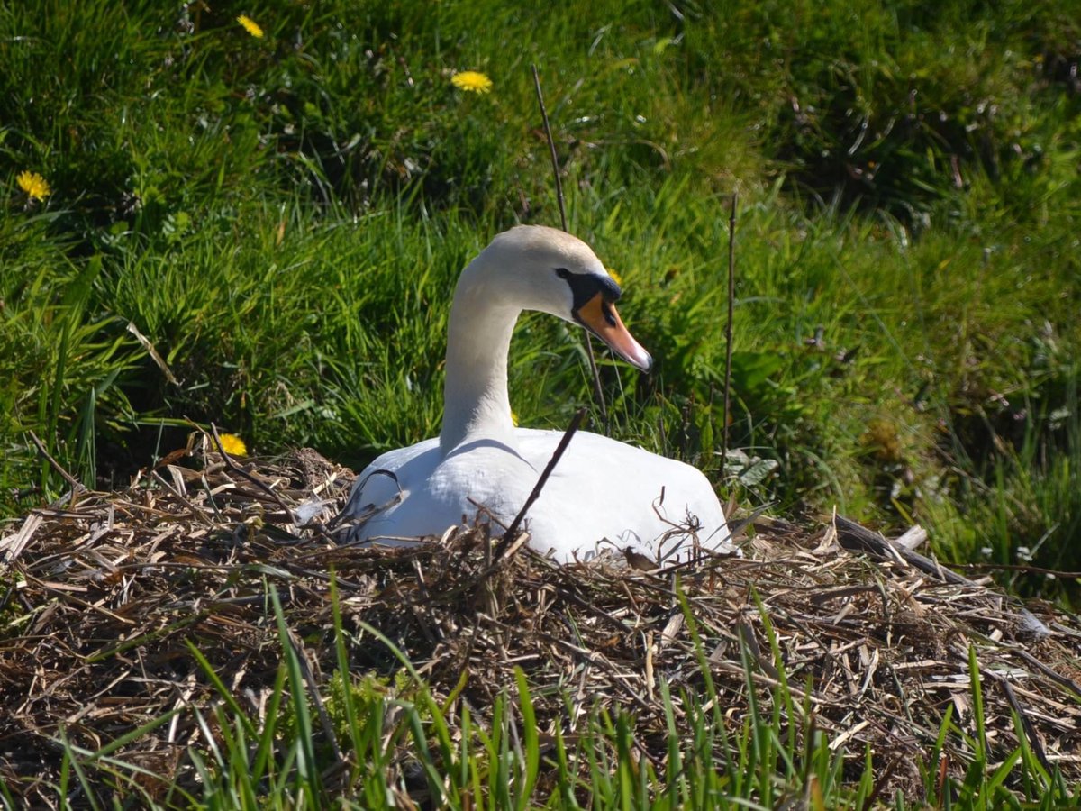 SwanwatchUk's tweet photo. first-time breeders and have first-time been together for at least three months
Congratulations to Brody and Droplet
Woooo hooooo she's gonna be a mum can see at least 4 eggs. will check upon her on my days off #Swanwatchuk #Swannest #Swansnesting #Cygnets https://t.co/W7oicpkA80