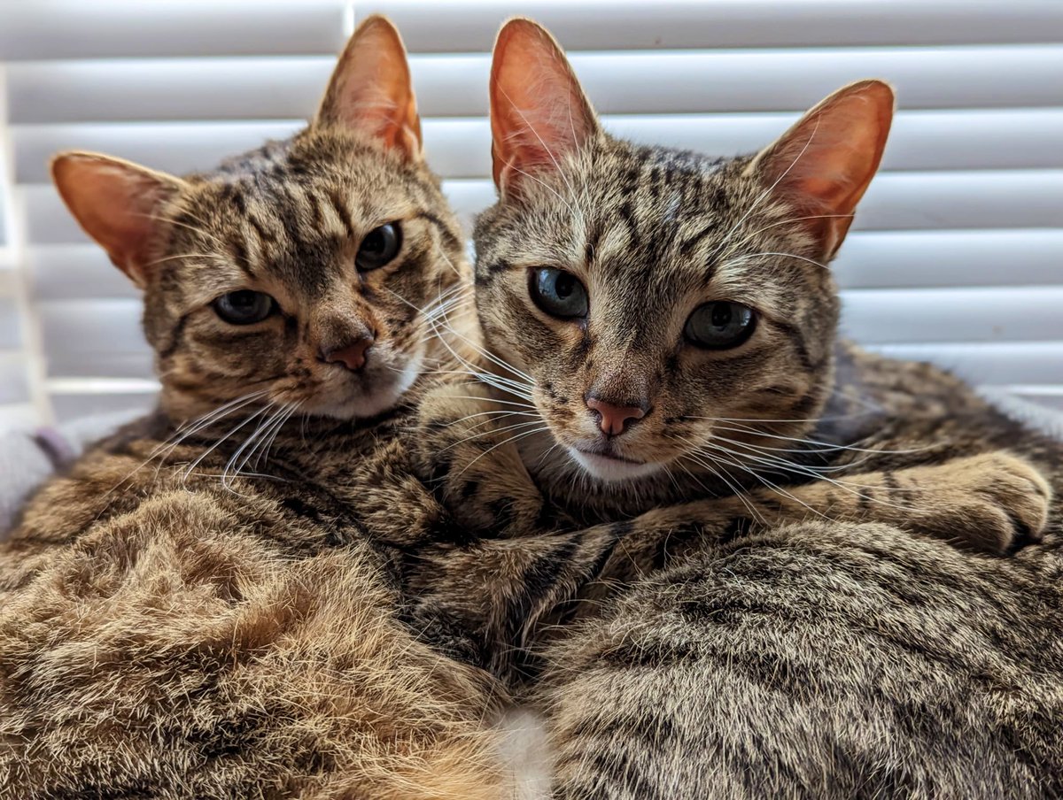 My cat came back today after being missing (in the neighbours garage) for 2 days without food or water. Luckily they are now Re-United!