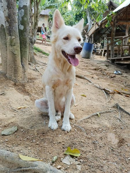 Shadow and Star will be the first residences at the new farmland project we are beginning 🙏👣♥️

They are good friends and will have a lot of room to move around once we can build a fence out there. 👍

buymeacoffee.com/StreetDogLegac…
#streetdogsanctuary #Philippines  #charity #animals
