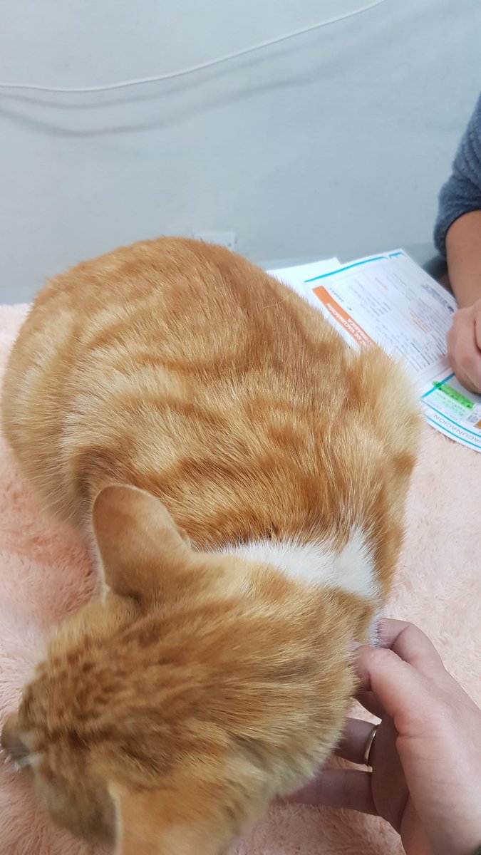 AdopCalleValpo's tweet photo. El día 20/04 llevamos a Nilo por la
2° dosis de refuerzo contra la leucemia felina y a Dino por su control de la lesión de su patita, estaba bien así que también se vacunó contra la leucemia felina
💪Los 2 gatitos de colonia ahora están protegidos👏
#acogeme #vacuname #protegeme https://t.co/chQ4r5xtAa