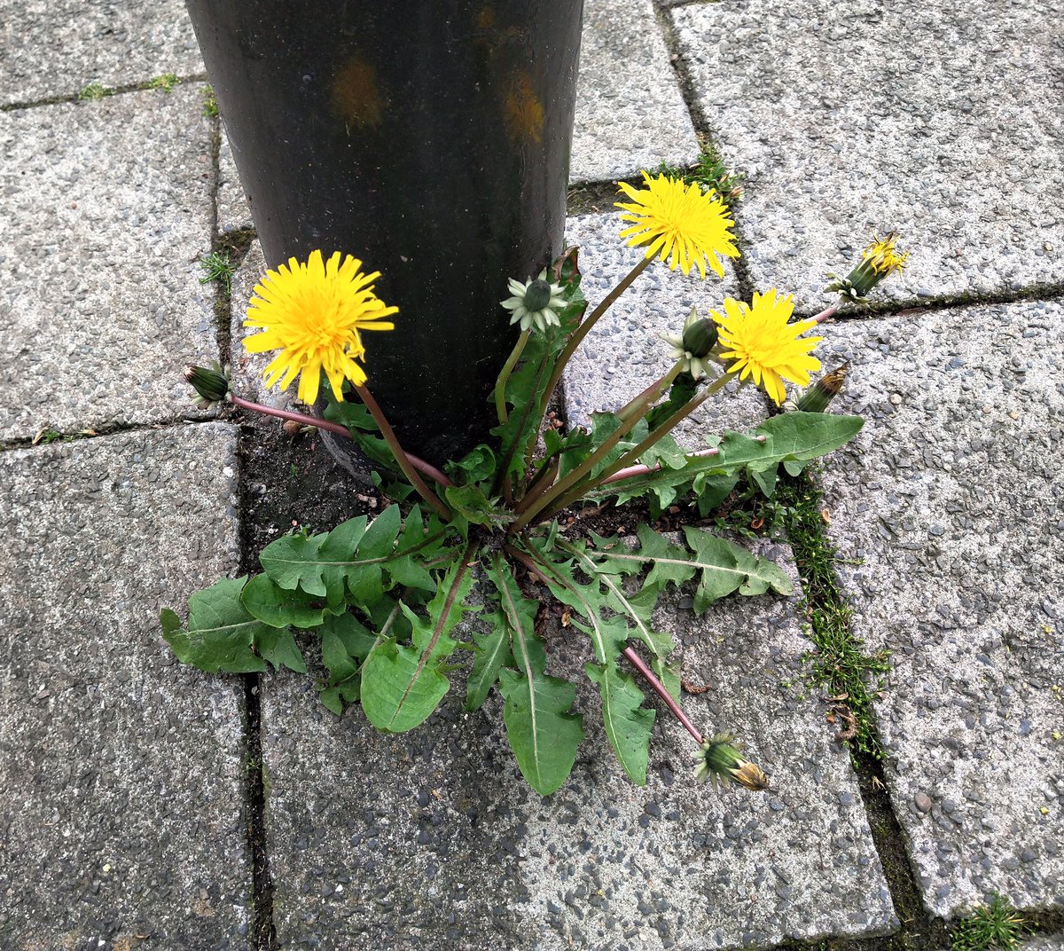 Nationale bloem verkiezing Nederland 2023:
Mijn keus is de paardenbloem; onuitroeibaar, overal te vinden, simpel, mooie kleur en een unieke methode om zich te verspreiden. Net een Nederlander!
bnnvara.nl/vroegevogels/a…