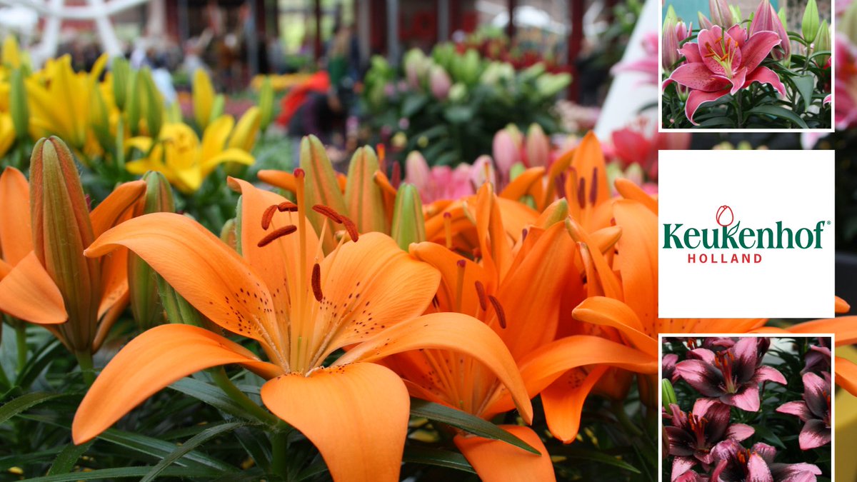 De potlelies van LiliumPlants staan er schitterend bij! De Keukenhof is dit jaar de komende drie weken nog te bezoeken. Mocht u nog gaan, breng dan zeker een bezoek aan onze presentatie in het Willem-Alexander paviljoen. #Keukenhof #lelie <a href="/Potlilium/">Wetering Potlilium</a> <a href="/SchieLilium/">Van Schie</a>