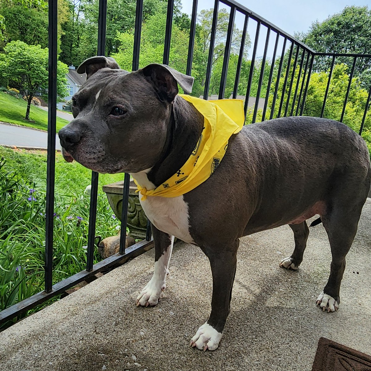 My little man rocking his Bush Beans bandana. 83 pounds of "you'd better not mess with my dad's grill."