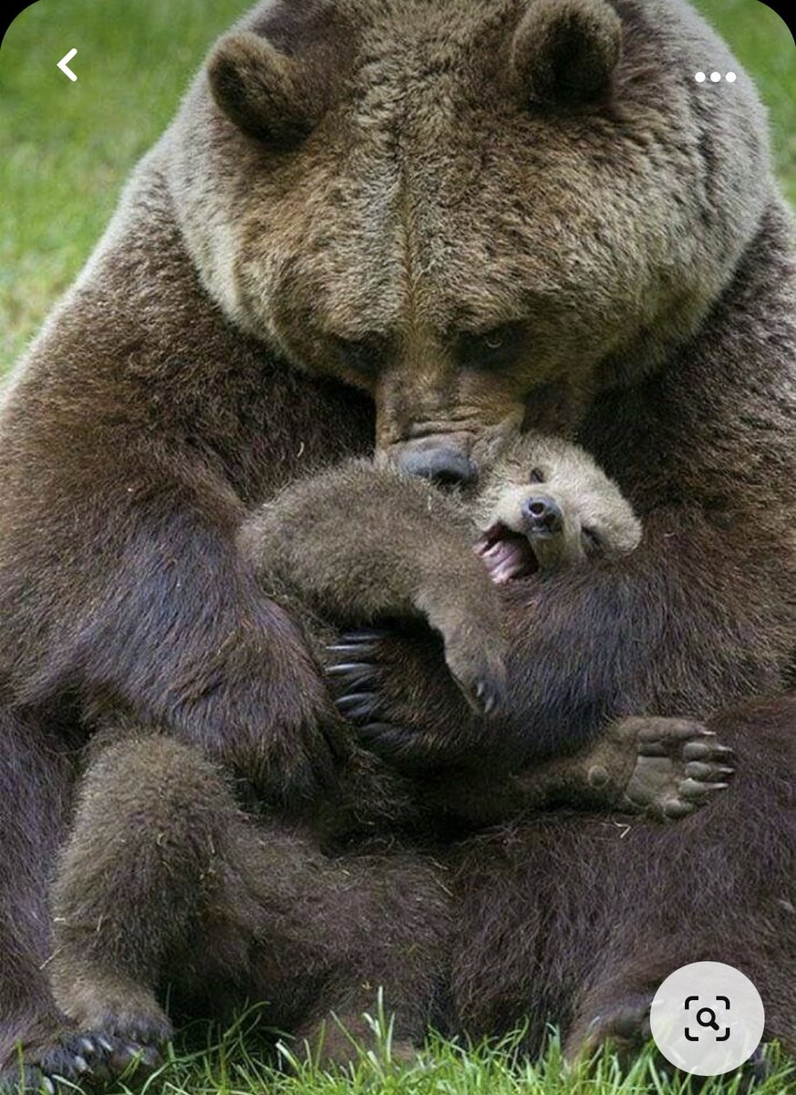 Ridate a mamma orsa i suoi cuccioli
non ha importanza siano già svezzati
i cuccioli come i figli hanno sempre bisogno della loro mamma per sempre❤️❤️❤️