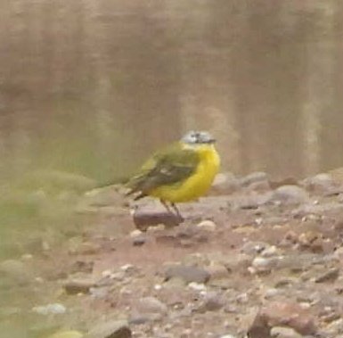daleivor's tweet photo. @WeBS_UK @LROSbirds mega count for species variety today. Double figure #Cetti's. Then #Dunlins, #whimbrel, #Greensandpiper, #lrp #ringedplover #whitethroat #sedge #oyks #channelwagtail the mud at Ratcliffe Lane is producing now.
Thanks everyone for your help today. https://t.co/f8iAHuk4Kw