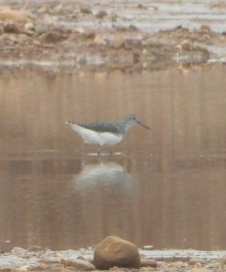 daleivor's tweet photo. @WeBS_UK @LROSbirds mega count for species variety today. Double figure #Cetti's. Then #Dunlins, #whimbrel, #Greensandpiper, #lrp #ringedplover #whitethroat #sedge #oyks #channelwagtail the mud at Ratcliffe Lane is producing now.
Thanks everyone for your help today. https://t.co/f8iAHuk4Kw