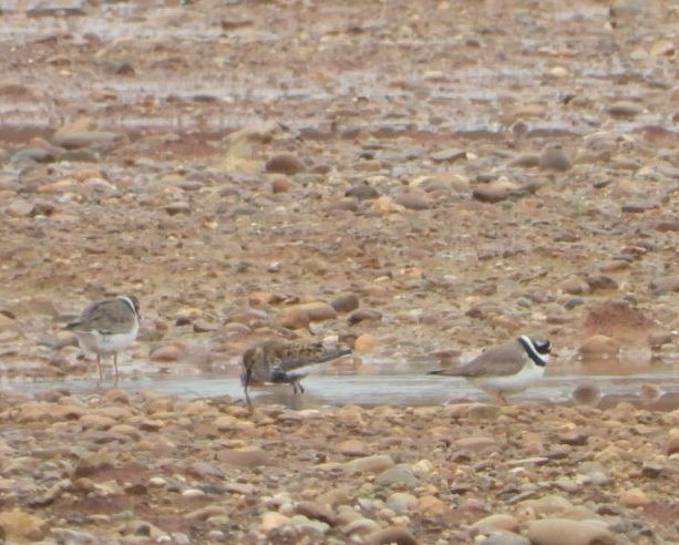 daleivor's tweet photo. @WeBS_UK @LROSbirds mega count for species variety today. Double figure #Cetti's. Then #Dunlins, #whimbrel, #Greensandpiper, #lrp #ringedplover #whitethroat #sedge #oyks #channelwagtail the mud at Ratcliffe Lane is producing now.
Thanks everyone for your help today. https://t.co/f8iAHuk4Kw