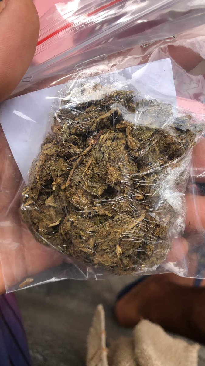 Maconhasrj's tweet photo. BOCA DA PRAÇA/ JACARÉ 

SKANK DE $400. 50 GRAMAS🍁🍁 https://t.co/XR04n4F6IA