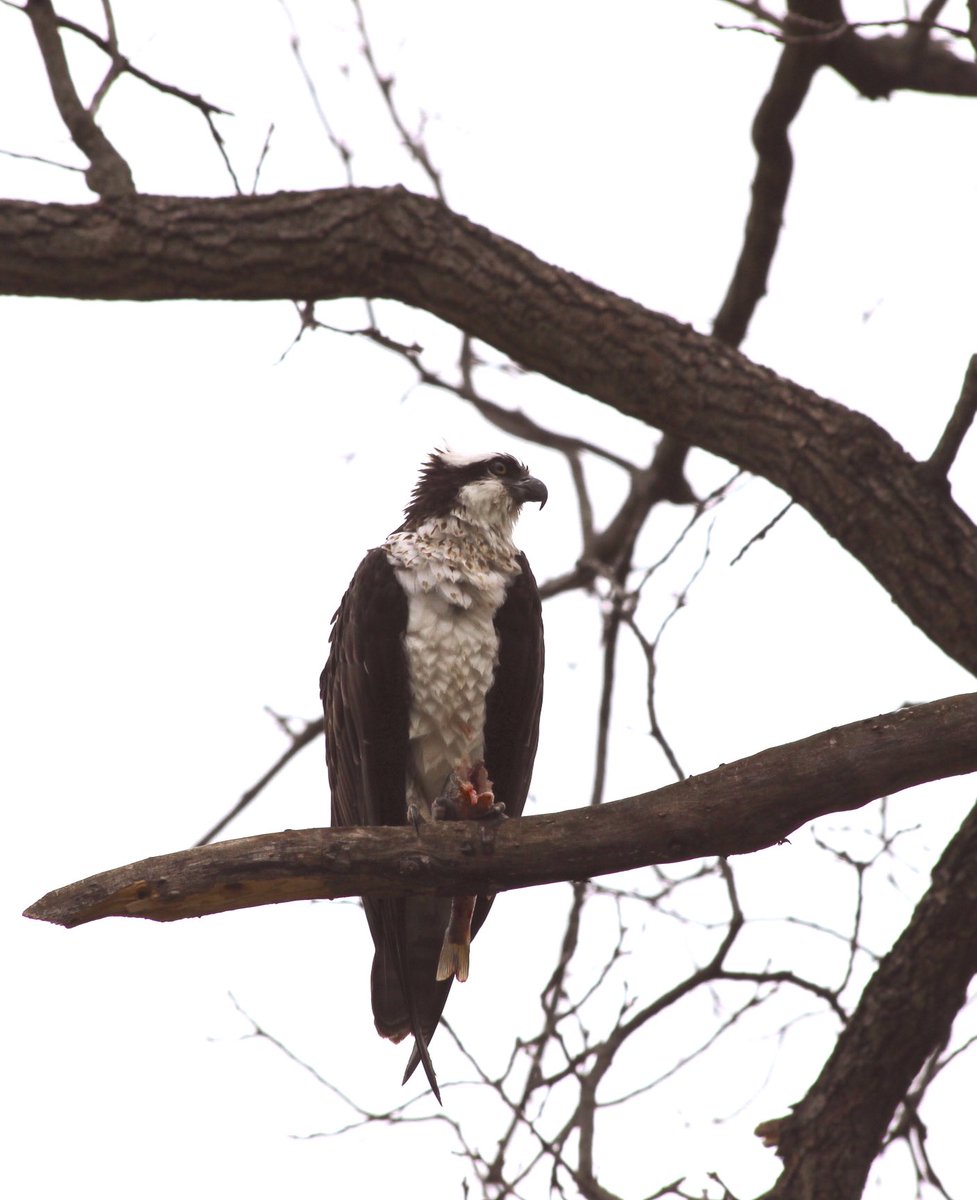 This was a new sighting in our backyard today. #BlackEarthCreek. #mazomanie. Osprey with fish.