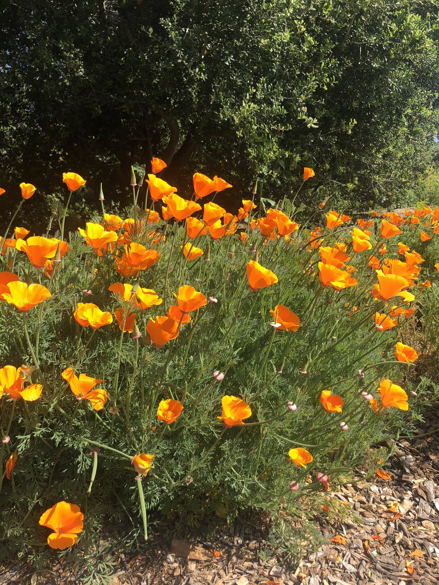 frymancanyon's tweet photo. “Figured, well, I'll just stretch out in this little field of Poppies! Poppies! Poppies!” https://t.co/4yLk41JUTH