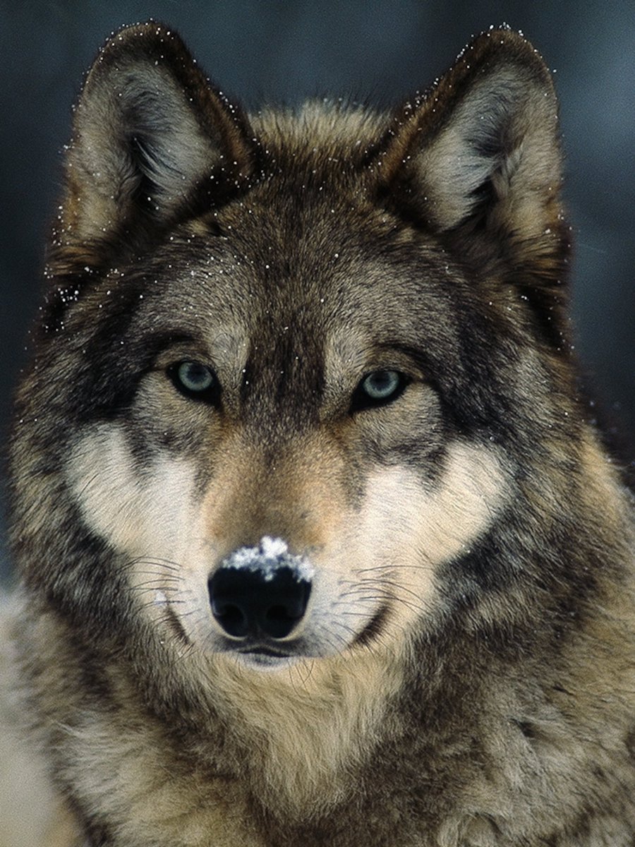 GuaciraRibeiro's tweet photo. “Compensation for loses to Wolf predation has been provided from the beginning of restoration. But nobody pays ranchers a nickel when loses are to Bear predation. There’s something inexplicable about the Wolf seated deep in western soul.” T. McNamee #RelistWolves https://t.co/Fw4NoYXaXt