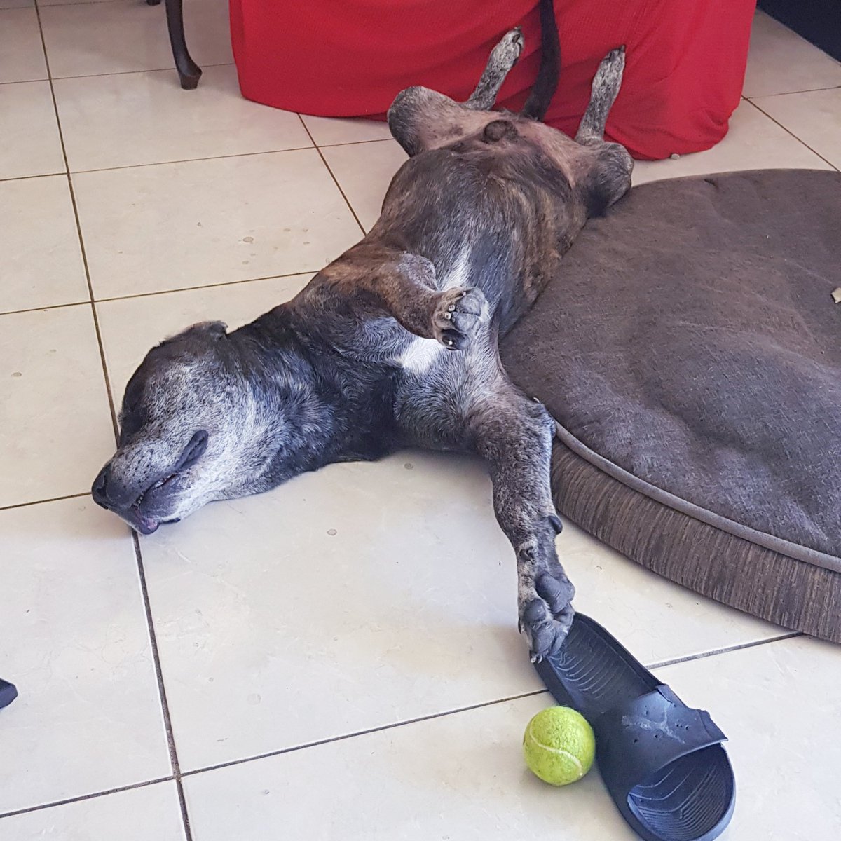 clayton_phillip's tweet image. Whiskey isn't dead... he is in his happy place — Snob prick. #tropicalliving #tropicallife