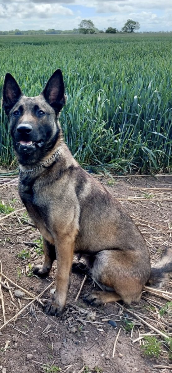 HPDogSection's tweet photo. This Belgian beauty strikes again! PD Roxy was quickly on the heels of a violent offender who decided to take their chances in running from her ! Roxy 1 - offender 0 ! #youwerewarned https://t.co/eG2bJIBkHq