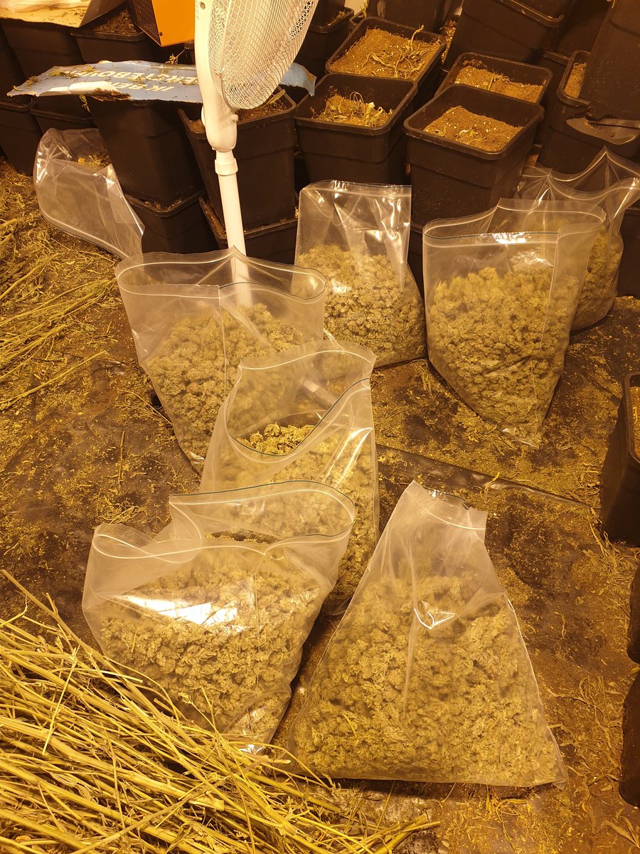 Met Wa_Arnhemsbroek &amp; #DEA op het "eilandje Urk" in het #Arnhemse-Broek een #hennepkwekerij ontmanteld.  3 knippers op heterdaad aangehouden. Dfst stroom.  De opbrengst lag klaar voor distributie.
