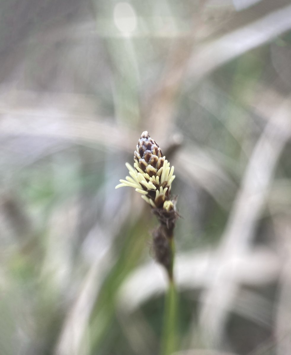 De heidezegge in het Park staat in bloei. Deze zeldzame grassoort komt in Nederland alleen op de Veluwe voor en dan met name in het Park. De heidezegge komt in het Park voor op de droge heide en heischrale graslanden.